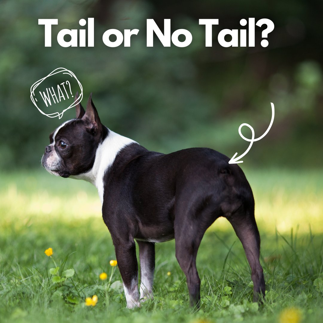 Discover the intriguing tales (tails) of Bostons 👉 bostonterriersociety.com/boston-terrier…