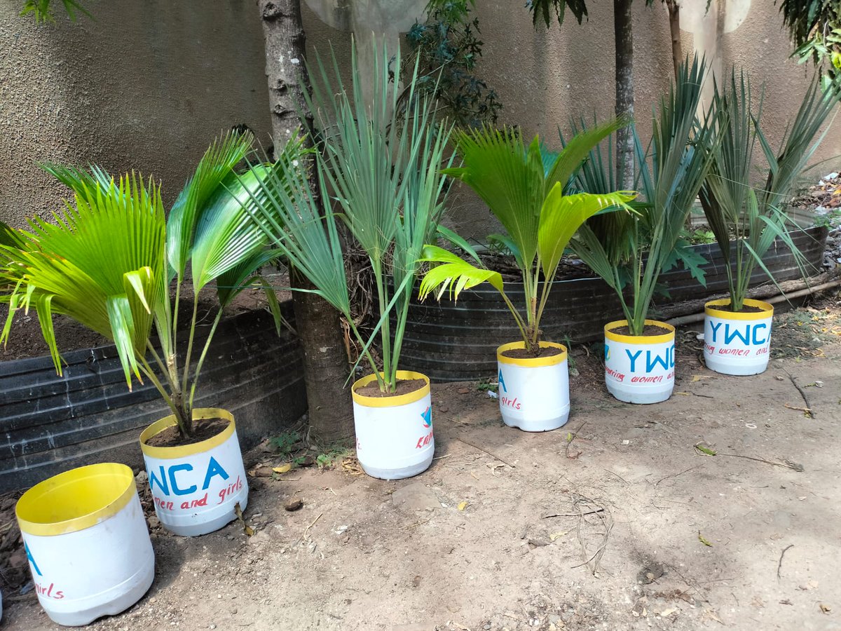 KenyaYwca's tweet photo. YWCA Mombasa branch initiated a pilot phase of biodiversity &amp; open spaces initiative to green roof tops &amp; balconies of building in Mombasa. This is an adaptation strategy to minimise urban island heat effect &amp; to limit emissions of green houses gases.
#Inclusion4ClimateJustice https://t.co/Jskk5XuOHv