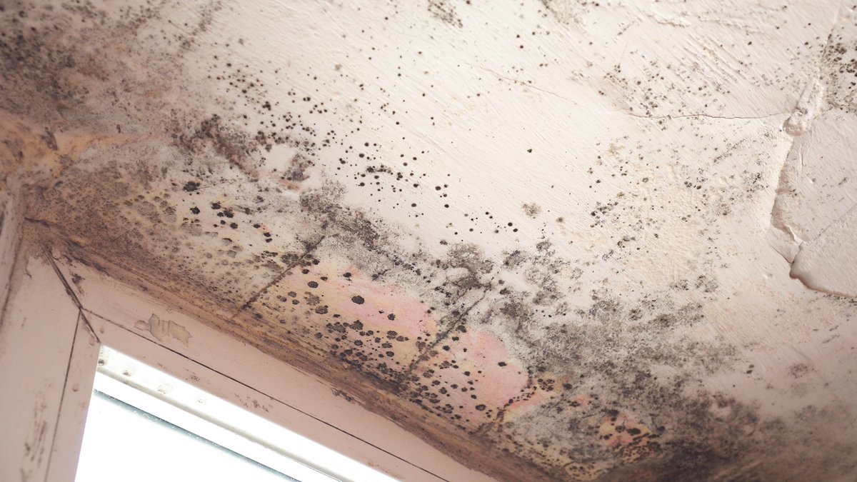 Consistent damp and disrepair leads to double severe maladministration finding for HA hqnetwork.co.uk/news/consisten… #UKHousing