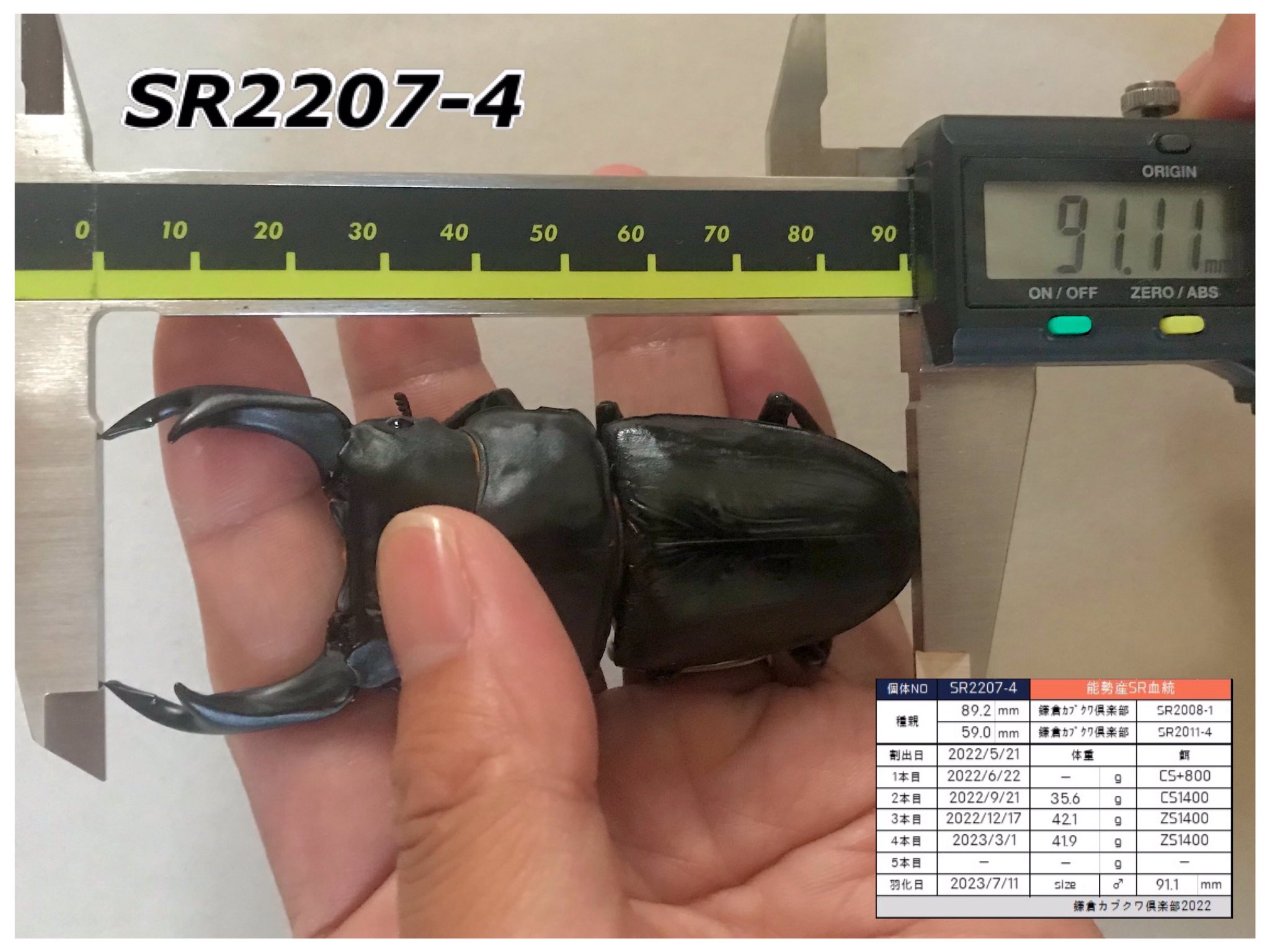 能勢SRオオクワガタ♂【87.0mm】