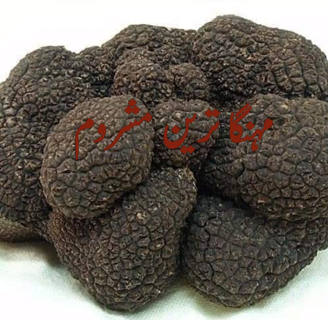 دنیا کا سب سے مہنگا مشروم(کاستورائی) اور کھانے کی اشیاء(6لاکھ روپے فی کلو) 'وادی بدر' میں
Black Perigord truffle (Tuber melanosporum)

کیا آپ جانتے ھیں کہ جنوبی وزیرستان کے تحصیل لدھا وادی بدر میں دنیا کا سب سے مہنگا، مشہور اور تیز مہک والا اور مزیدار ٹرفل مشروم پایا جاتا ھے