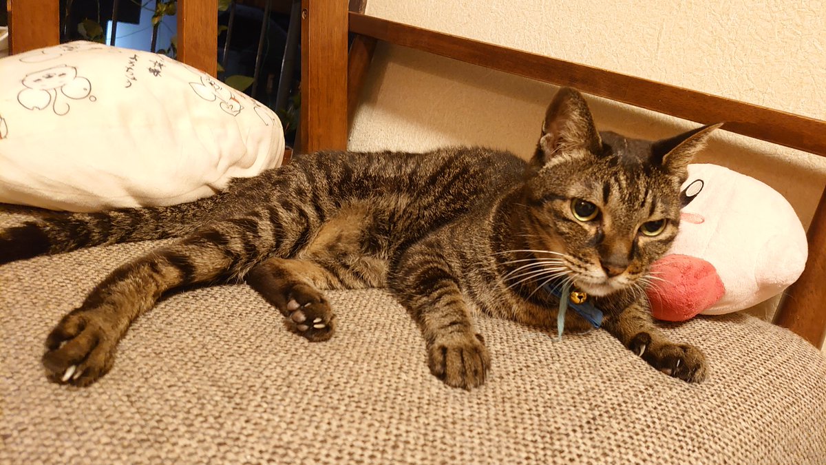 うちの猫様が1番