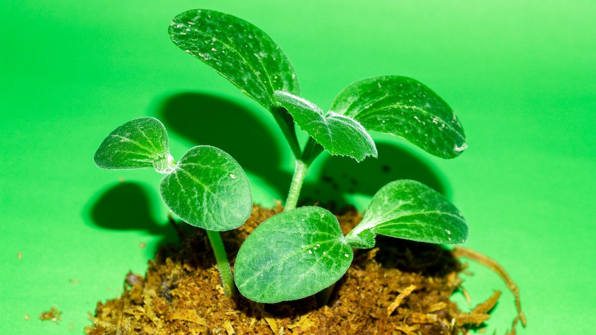 👏The Tallinn Prize Committee and <a href="/esehnextgate/">@esehnextgate.bsky.social (NEXTGATe)</a>  received wonderful PhD theses in European #envhist

Congratulations to the winner <a href="/WouldAlice/">Dr Alice Would</a> , the finalists Önder Eren Akgül, Lisa Cronjäger, Wout Saelens and all the other submissions 

eseh.org/2023-tallinn-d…