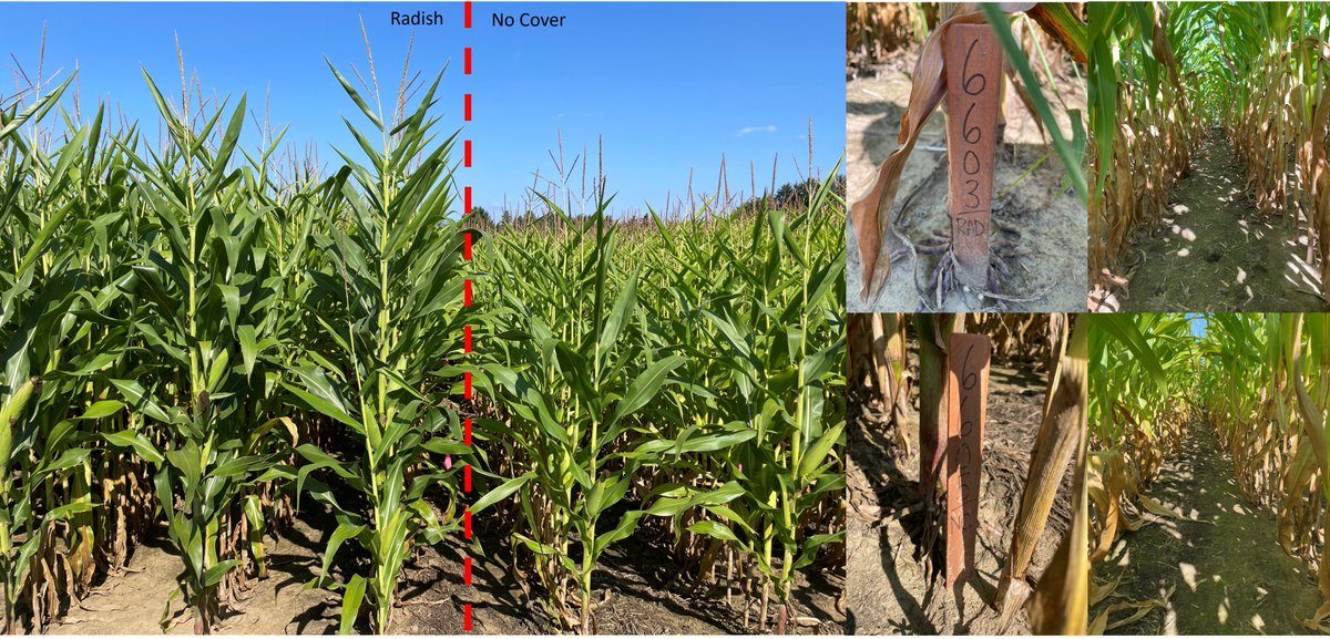 Danny Jefferies (@agdatadan) on Twitter photo Thanks to <a href="/LauraVanEerd/">Dr. Laura Van Eerd</a> for her introduction to some of the research on-going at Ridgetown. Long-term cover crop trial (est. 2007) showing some powerful visuals in 2023. No N applied to corn - long-term cover crop showing visibly larger & healthier plants. Thanks to <a href="/LauraVanEerd/">Dr. Laura Van Eerd</a> for her introduction to some of the research on-going at Ridgetown. Long-term cover crop trial (est. 2007) showing some powerful visuals in 2023. No N applied to corn - long-term cover crop showing visibly larger & healthier plants.