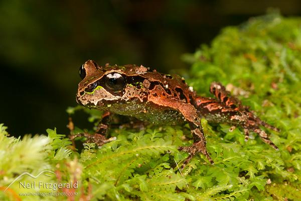 IUCN_ASG's tweet photo. A special issue of the New Zealand Journal of Ecology has been released today in honor of former @ASG_IUCN Co-Chair, Phil Bishop on the ecology and conservation of New Zealand’s endemic frogs (𝑳𝒆𝒊𝒐𝒑𝒆𝒍𝒎𝒂 𝒔𝒑𝒑.) 

More, here: https://t.co/J4JeKqGsHU

🐸📷 Neil Fitzgerald https://t.co/vaGEvENxda