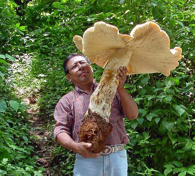 🍄MONSTER MUSHROOM! One of the worlds largest edible #mushrooms: Termitomyces titanicus #fungi It has a unique relationship with termite mounds!