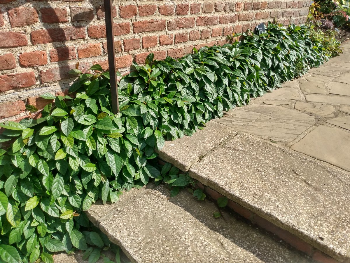 Ficus tikoua this week <a href="/RHSWisley/">RHS Garden Wisley</a>, it certainly rebounded after the winter.