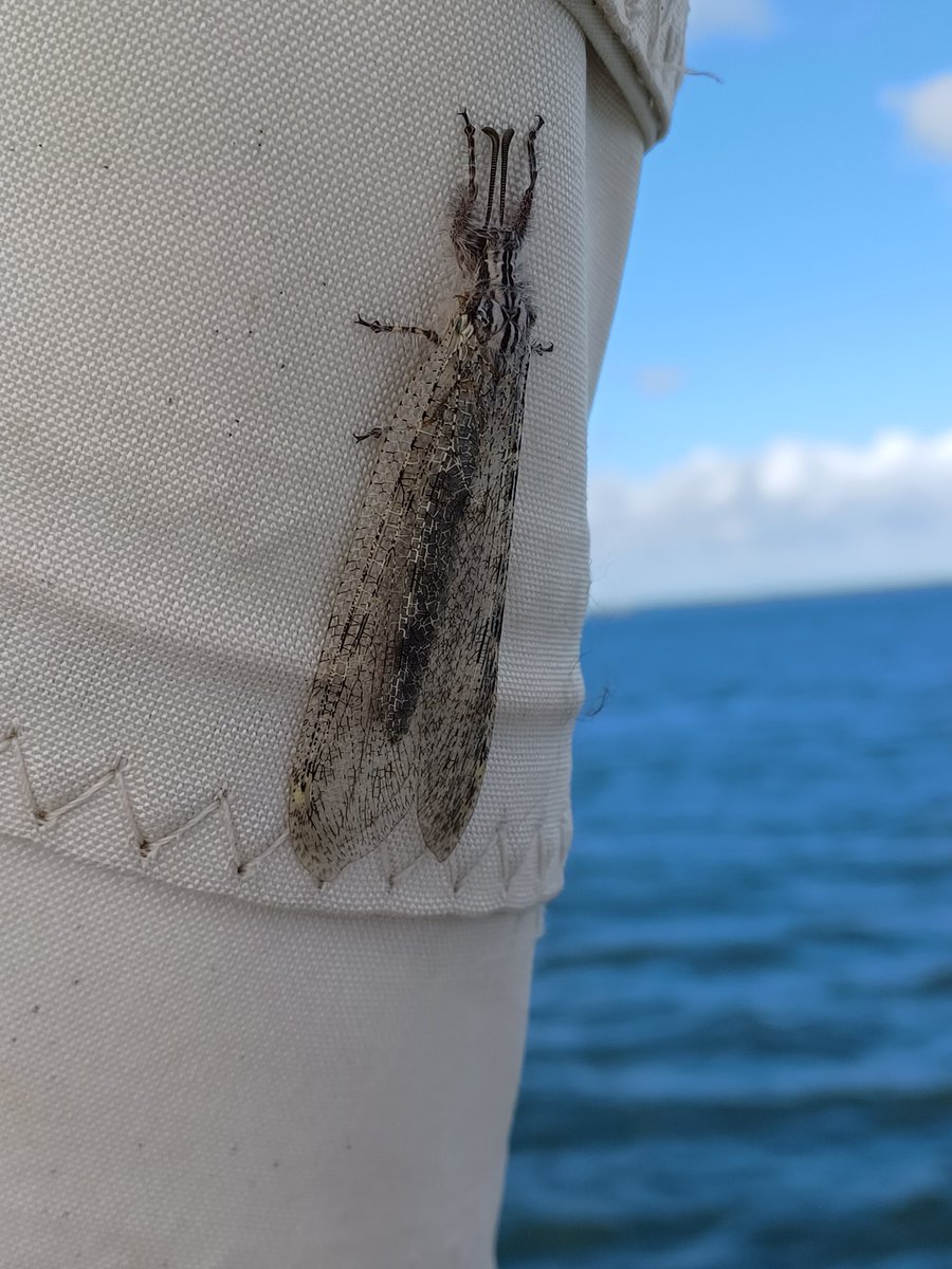 Cher réseau, je souhaiterais savoir si qq'un peut m'aider à identifier cet insecte  svp (en gironde) ?
Sa longueur est d'environ 5 à 6 cm.
Merci par avance