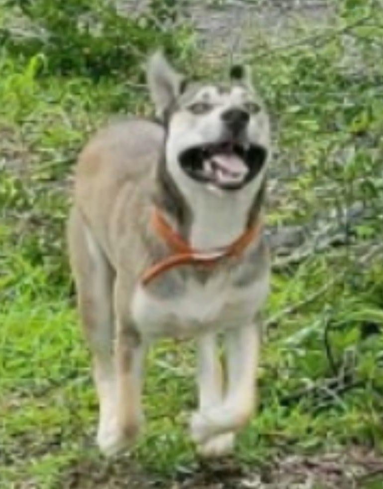 Disaster_Zones's tweet photo. ‼️Found:
#DixieCounty #Florida  off 349 &amp; County Line Rd. Super friendly🐶.
#HurricaneIdalia #DogsofTwitter https://t.co/LVxM4OmOq5