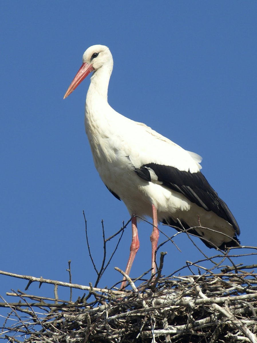 Bart Defrancq tweet media