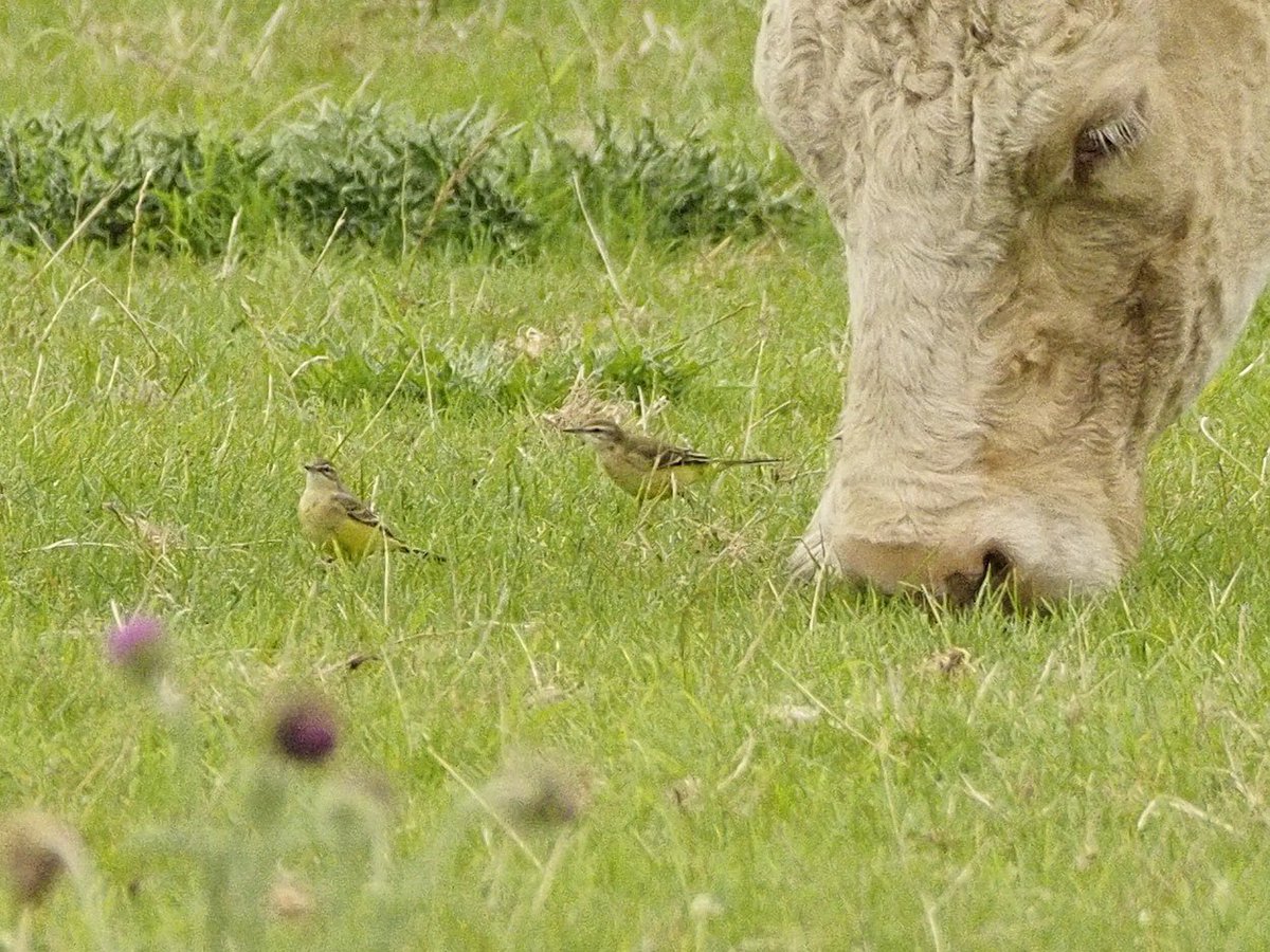 Dorney Common flood this morning , got my duck (Garganey) and (2 of 3) green sandpipers in a row, +1 juv Little Ringed Plover and 20+ yellow wagtail with the cattle that went after the rain stopped @bucksbirdnews @bucksbirdclub