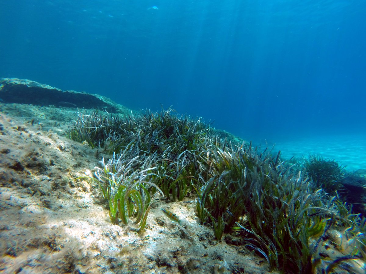 Knowing where seagrass isn’t can be just as useful as knowing where it is…

Did you know you can now upload absence data to SeagrassSpotter? If you know where seagrass used to exist and now no longer does, let us know at SeagrassSpotter.org or via the app 🔎🌱