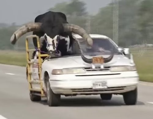 FatherTim's tweet photo. This is basically how Cooper sees himself when he’s riding in the car. https://t.co/Quzr7DVKBV