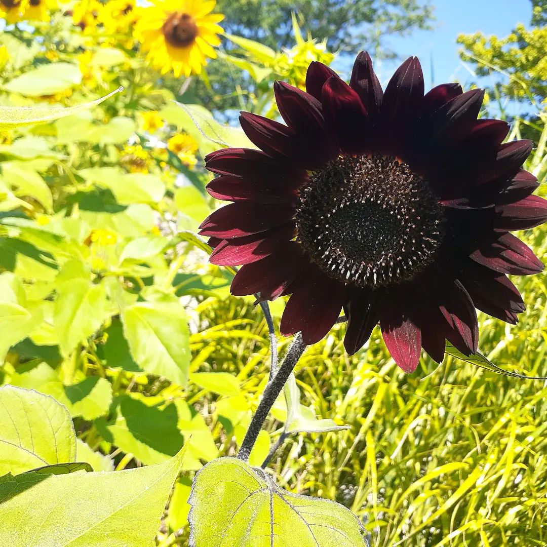 Stand out from the crowd. Create your own kind of beauty! #sunflowers #manuelcouture #doubledranch #collingsguitar #prsguitars #dangelicony  #paulreedsmith #juliehoodportraits #maureenkaiser 
#corralboots #countrymusic #music #nashville #livemusic #singer 
#singersongwriter