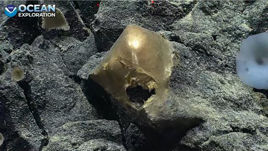 A possible egg casing, gold in color with an opening at its base, is seen adhered to a rocky substrate in the deep sea