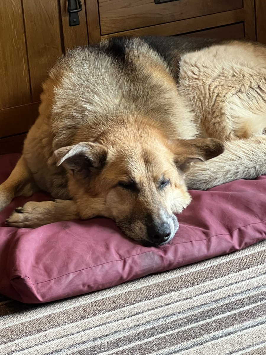 PawsChaplin's tweet photo. #sad #sorryformyself #confused Today I ate my Hunans Pate’ Rolls today. No-one is talking to me. Why? I left her the crisps. https://t.co/4347neSn3w