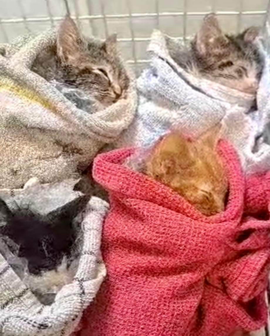 StrayCatsWM's tweet photo. 🚨🚨🚨 CRITICAL KITTEN UPDATE 🚨🚨🚨

Full info in pic!

PLEASE. PLEASE HELP 💔💖💔💖💔💖

Thank you 🙏 
Link here ⬇️ 

Every little bit helps!

https://t.co/vKlV7JWGIA

Thank you 💔💔💔💔 https://t.co/gH26ntBo3f