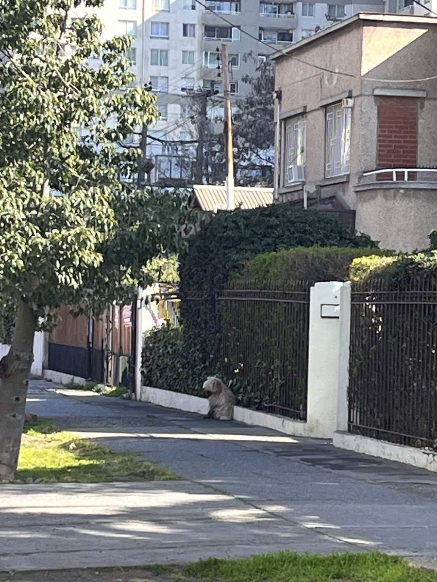 #SoyBartorell tweet media