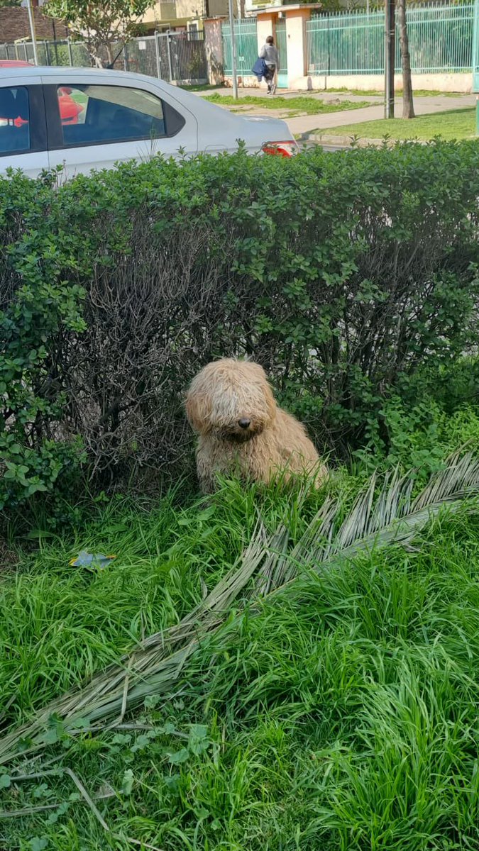 #SoyBartorell tweet media