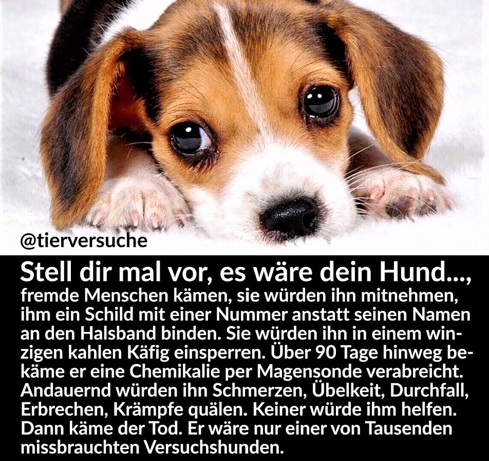Der Hund oder die Katze mit dem oder der du gestern noch gespielt .gekuschelt ,gestreichelt und das Bett mit geteilt hast. Es würde dich höchstwahrscheinlich zerbrechen und du könntest vieleicht nie wieder echte Freude oder Frieden finden,wenn du es wirklich geliebt hast .