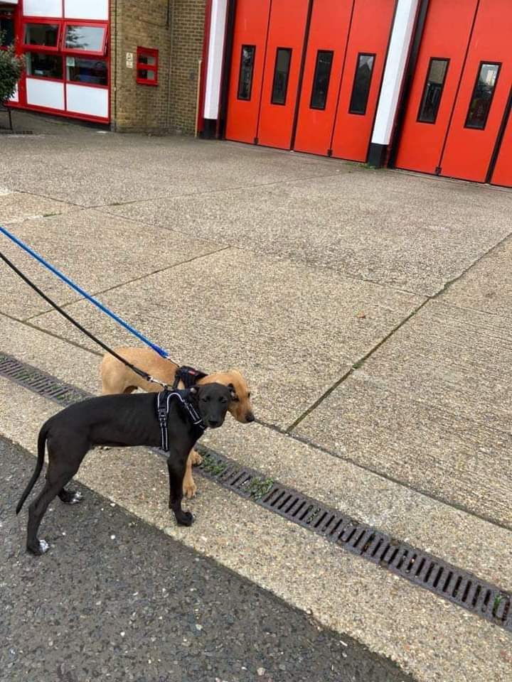 EGLR1's tweet photo. https://t.co/ppnHjkWj87
Marley &amp; Bob passed the local Fire Station on their walk today these boys are getting more confident every day and throughly enjoying being out and about meeting people and other Dogs 🐾🐾 https://t.co/UsQTo4rTlM
