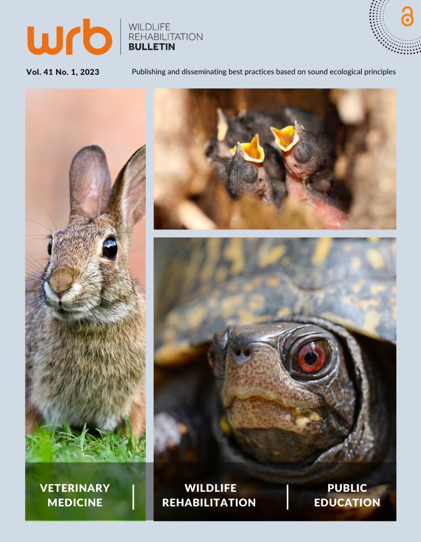 The latest issue of the Bulletin is out—with articles on a long-term study in eastern box turtles, a lit review on raising eastern cottontails, enteritis in wild rabbits, and a review of Baby Bird Identification. Read the issue here tinyurl.com/mr3yhvh9