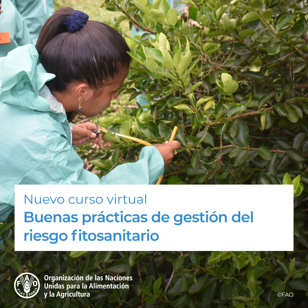 🎓 Nuevo curso gratuito en <a href="/FAOCapacitacion/">Mohaimn Alamery</a>
 
🌱 Buenas prácticas de gestión del riesgo fitosanitario ⚠️

Aprende como reducir los riesgos en la sanidad vegetal y manejar adecuadamente las emergencias fitosanitarias y sus efectos

¡Matricúlate! ➡️ bit.ly/3s7snmu