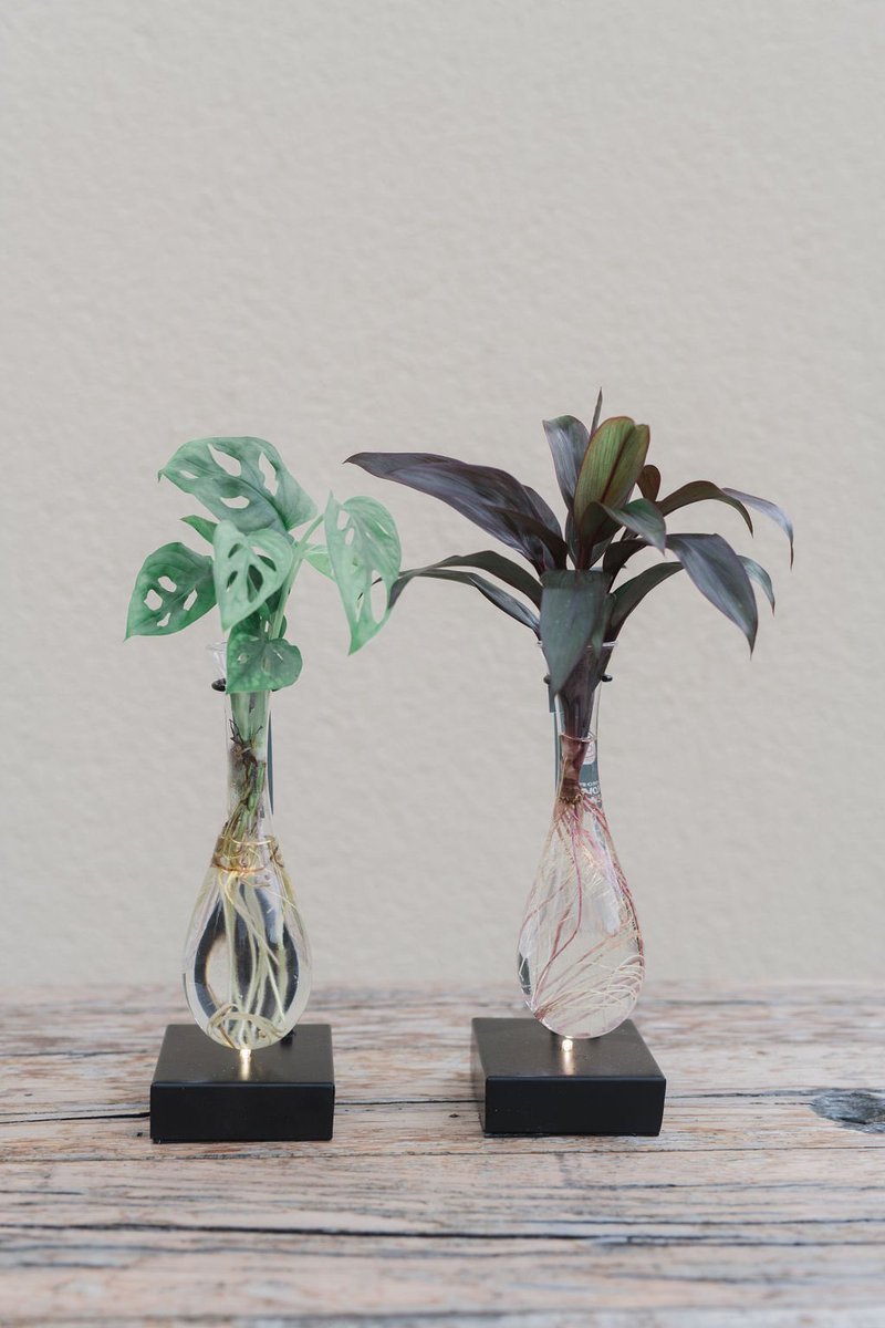 Metalen hangvaas met de keuze Monstera Adansonii, Cordyline of Ctenanthe plant erin🪴.
Kijk op onze webshop lofe.nl voor dit leuke sfeer product. 

#monsteraadansonii #cordyline #plant #green #lofe #plant #op #water #wortels #mooiplaatje