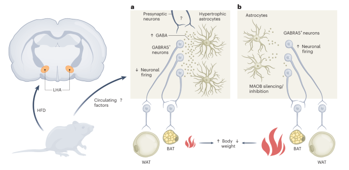 Online now! Astrocytic GABA in LHA is an obesity ‘thermostat’ dlvr.it/SvRhxd
