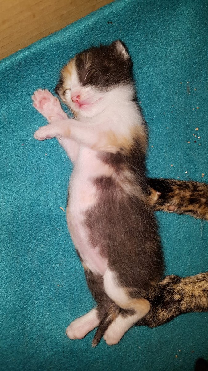 areagossosbdn's tweet photo. 🚨¡¡CASO URGENTE!! 🚨
La asociación ADOPAC nos hace una petición de ayuda desesperada 🆘🆘🆘🆘🆘
TRIKY gatita tricolor de 6 años, con pif neurológico, se está quedando sin medicación😞
Nuestro reto de hoy,
SALVAR A TRIKY🙏
Bizum 625 59 72 20
ES76 0182 2392 8402 0301 3081
#gatos https://t.co/QHcg2wbWLV