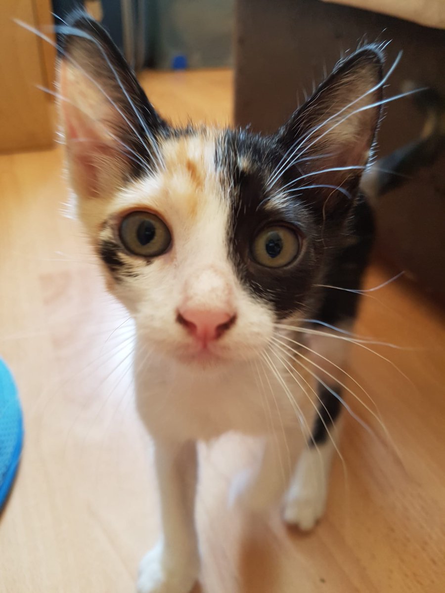 areagossosbdn's tweet photo. 🚨¡¡CASO URGENTE!! 🚨
La asociación ADOPAC nos hace una petición de ayuda desesperada 🆘🆘🆘🆘🆘
TRIKY gatita tricolor de 6 años, con pif neurológico, se está quedando sin medicación😞
Nuestro reto de hoy,
SALVAR A TRIKY🙏
Bizum 625 59 72 20
ES76 0182 2392 8402 0301 3081
#gatos https://t.co/QHcg2wbWLV