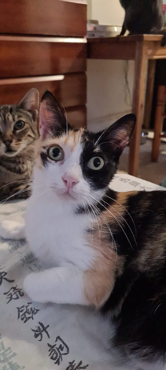 areagossosbdn's tweet photo. 🚨¡¡CASO URGENTE!! 🚨
La asociación ADOPAC nos hace una petición de ayuda desesperada 🆘🆘🆘🆘🆘
TRIKY gatita tricolor de 6 años, con pif neurológico, se está quedando sin medicación😞
Nuestro reto de hoy,
SALVAR A TRIKY🙏
Bizum 625 59 72 20
ES76 0182 2392 8402 0301 3081
#gatos https://t.co/QHcg2wbWLV
