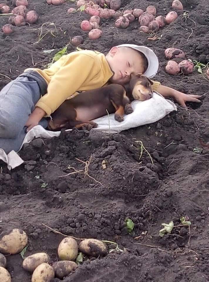 #poems_piroshki
hard in the countryside
summer time
then bury the potatoes
then break it again