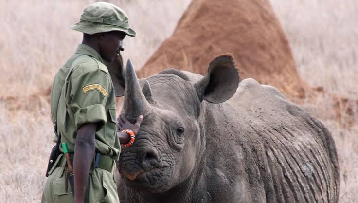 AyshahAwan's tweet photo. many Rangers I know are losing their lives or becoming disabled.I hope that thousands of people around the world will give pause to honor you for the work that you do & to try & find a way to help you.” Jane Goodall
2/2
#PotectWildlife
#WarAgainstPoaching
#Rangers
#SaveRhino https://t.co/UYeBNW91jG