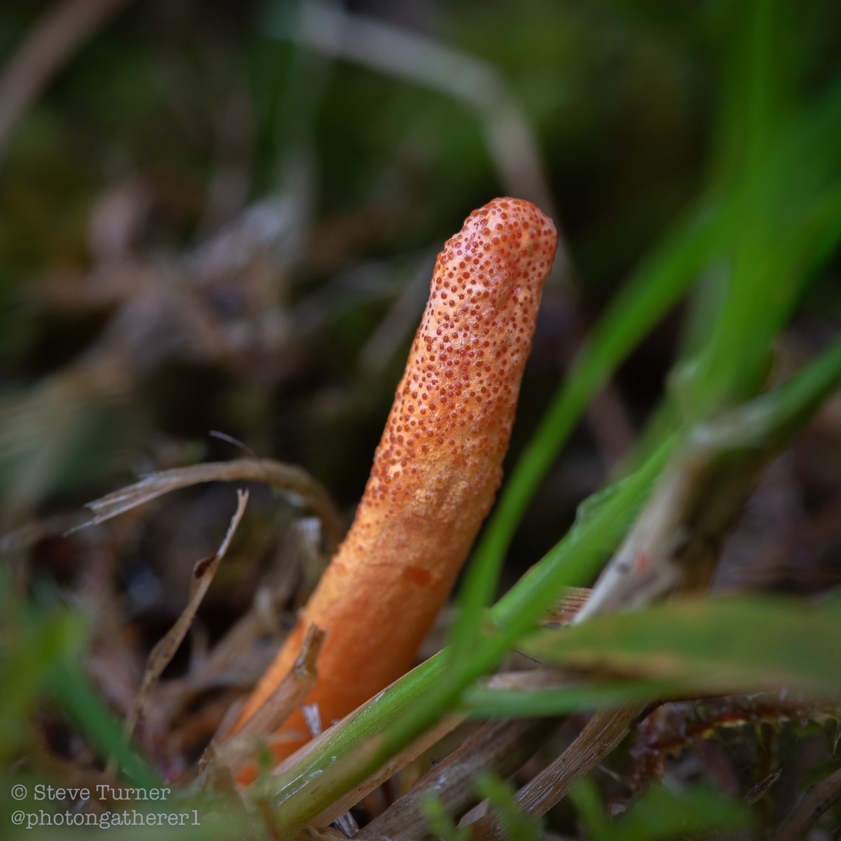 photongatherer1's tweet photo. Another Cordyceps militaris in the front garden,,,
#entomopathogenic #fungi #biodiversity https://t.co/2GfxuR6ddm