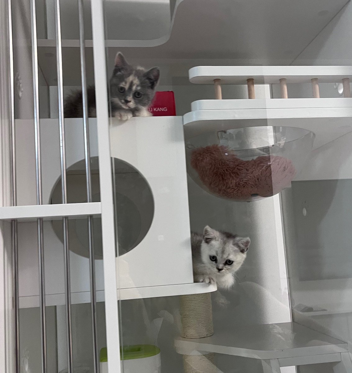 Two adorable kittens! The white one is very quiet and the other is a naughty little princess (who also bites).