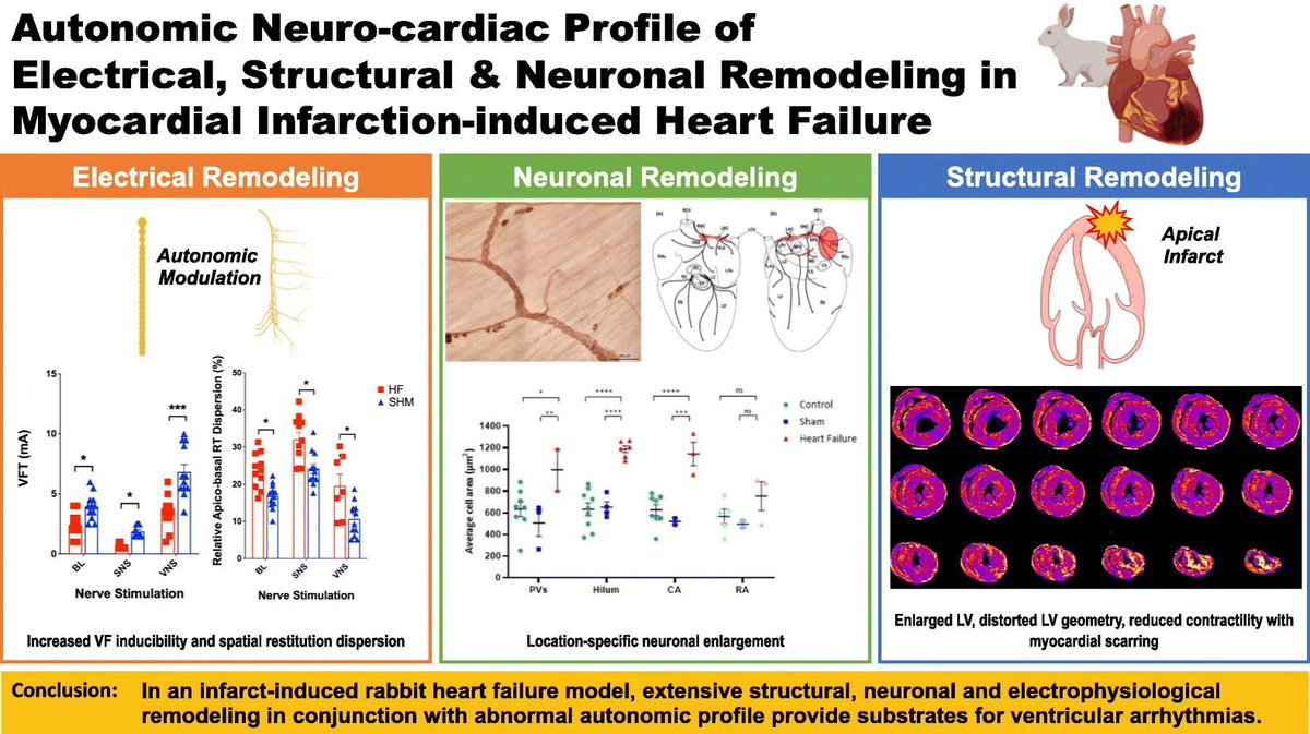 JMCCPlus's tweet photo. #NewPaper Alert!  Recently Chin et al.  from the group of @g_andre_ng @LeicResearch @uniofleicester published with us looking at how the neuro-cardiac interface changes after #MyocardialInfarction. Congrats to the #Authors #CardioTwitter #NeuroCardiac #HF

https://t.co/Nz10OH2OiJ https://t.co/bJ4WpQpTe0