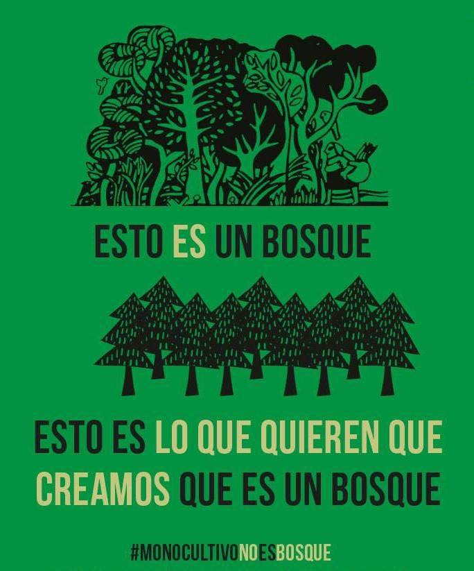 Bosques vs monocultivos 🤔