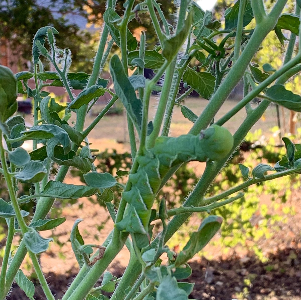 SylviaNorman11's tweet photo. Was not happy to see this guy eating all the new leaves on the yellow pear #tomato plant. The plant survived summer and was making a comeback for Fall. 😒
#hornworm
#gardening
#InsectThursday https://t.co/kQDMpo4OaD