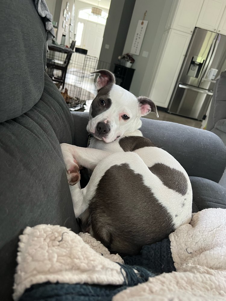 Hearts of Hope Dog Rescue tweet media