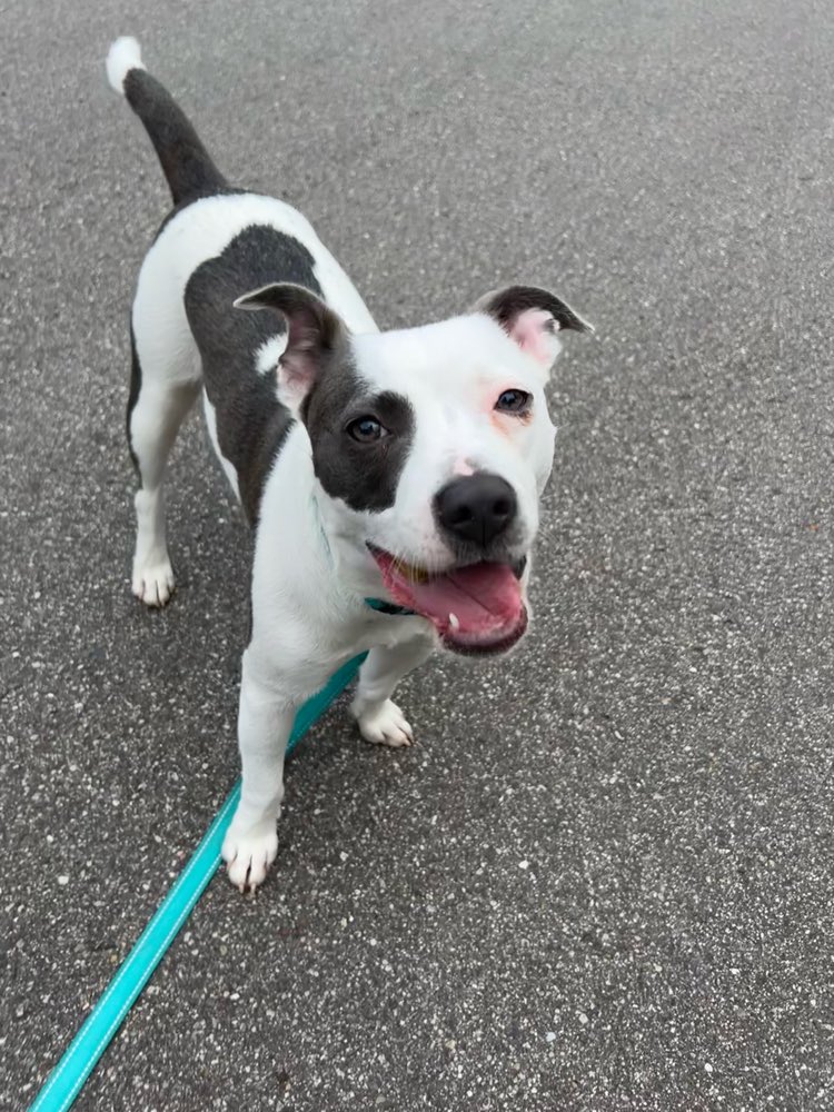 This is Gidget! She’s a two year old 30 pound lover! She’s a great snuggler and has a goofy smile! She’s so lovable and we believe you’ll love her too! Adopt her at: rescueofhope.com/adoption-appli… 
#adoptdontshop #goodgirl #untiltherearenone #dogsofgr
