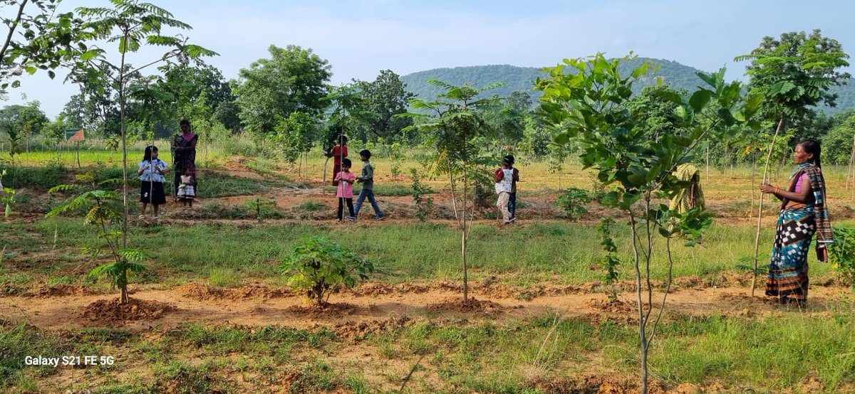 DfoSundargarh's tweet image. Similar Celebration of Vriksha Raksha Bandhan underway at Kaputikra VSS of Lephripara FMU.
#SundargarhForestDivision
#OFSDP 
@ForestDeptt
@pccfodisha 
@DMSundargarh @GramSamriddhi @pradeepmirase @SoumyaMarineWL @SATTVIC_SOUL @IPR_Odisha