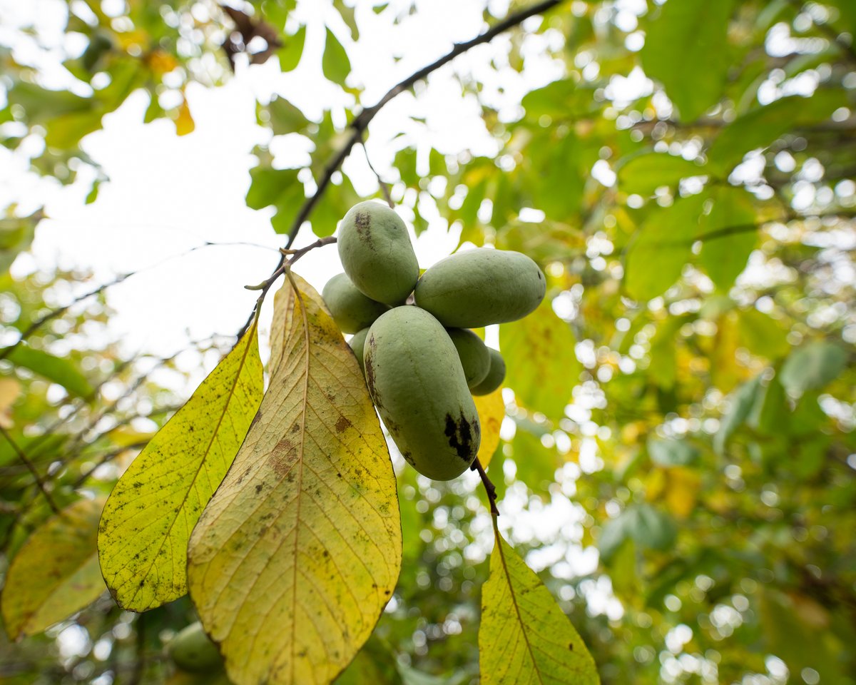 ForestryVA's tweet photo. Have you tried the largest edible fruit native to North America? If not, now's your chance to try pawpaws, which are relatively common across Virginia and fruit from late August to early September. Their taste is often said to be like a cross between a banana and a mango. 🍐😋 https://t.co/m1Cgxbml6X