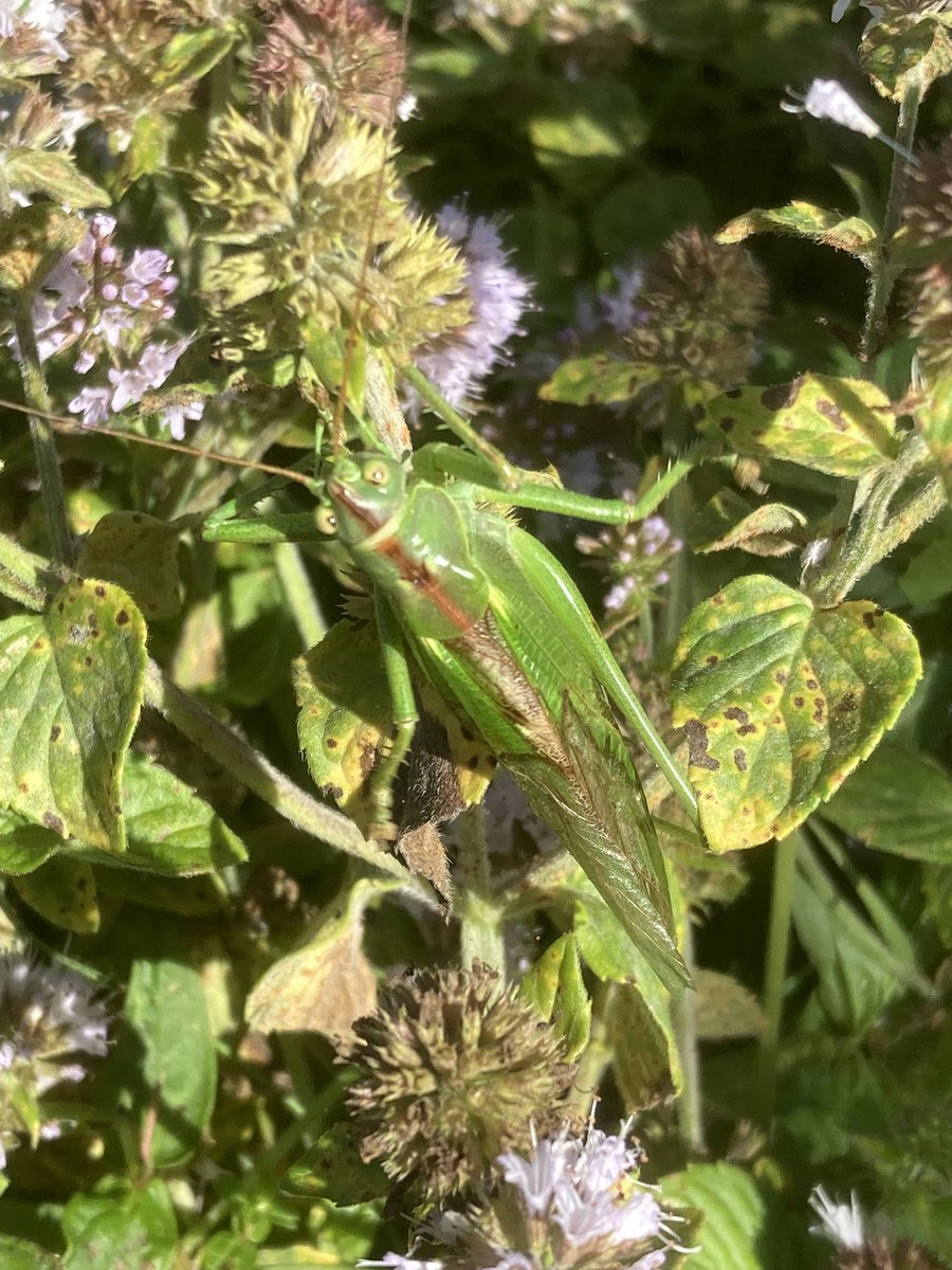 De grote groene sabelsprinkhaan verdekt opgesteld tussen het groen in/bij de Zeven Gaten. #regiokuststreek <a href="/ZHLandschap/">Zuid-Hollands Landschap</a> <a href="/waarneming/">Waarneming.nl</a> <a href="/Bezoek_westland/">Bezoek Westland</a>