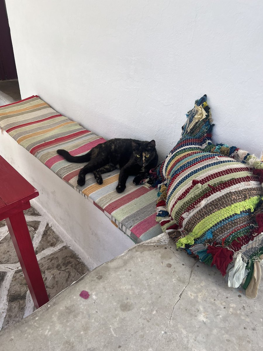 jimealbe's tweet photo. Estoy en una isla Griega llena de michis https://t.co/ae36ao3UDH