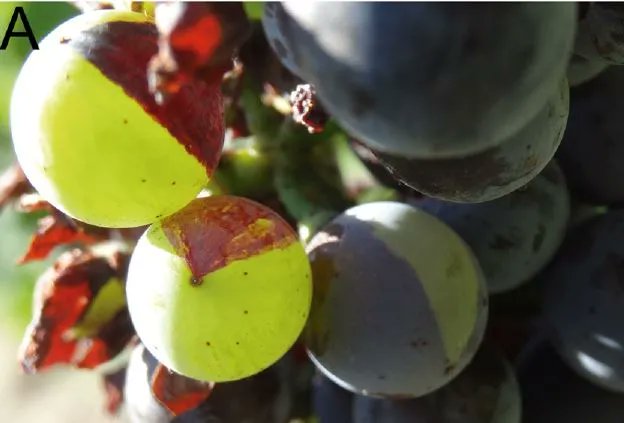 The Plant Cell (@theplantcell) on Twitter photo MYB24 orchestrates terpene and flavonol metabolism as light responses to anthocyanin depletion in variegated grape berries (Chen Zhang, Zhanwu Dai, Thilia Ferrier, Luis Orduña, et al) buff.ly/45vVYoK <a href="/jtmatus/">José Tomás Matus</a> <a href="/ChenZhang5859/">Chen Zhang</a> <a href="/ASPB/">ASPB</a> #PlantSci MYB24 orchestrates terpene and flavonol metabolism as light responses to anthocyanin depletion in variegated grape berries (Chen Zhang, Zhanwu Dai, Thilia Ferrier, Luis Orduña, et al) buff.ly/45vVYoK <a href="/jtmatus/">José Tomás Matus</a> <a href="/ChenZhang5859/">Chen Zhang</a> <a href="/ASPB/">ASPB</a> #PlantSci
