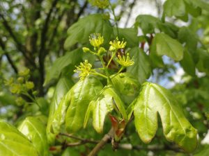 Plan Boom tweet media