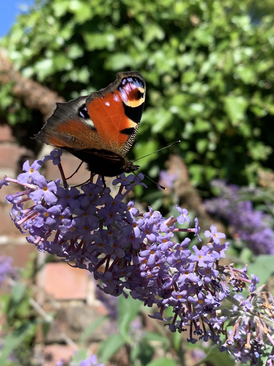 e_macdonald2's tweet photo. Beautiful lunchtime companions in the Cruickshank Botanic Gardens #nature #pollinators #butterflies https://t.co/h2rfMcKU9u