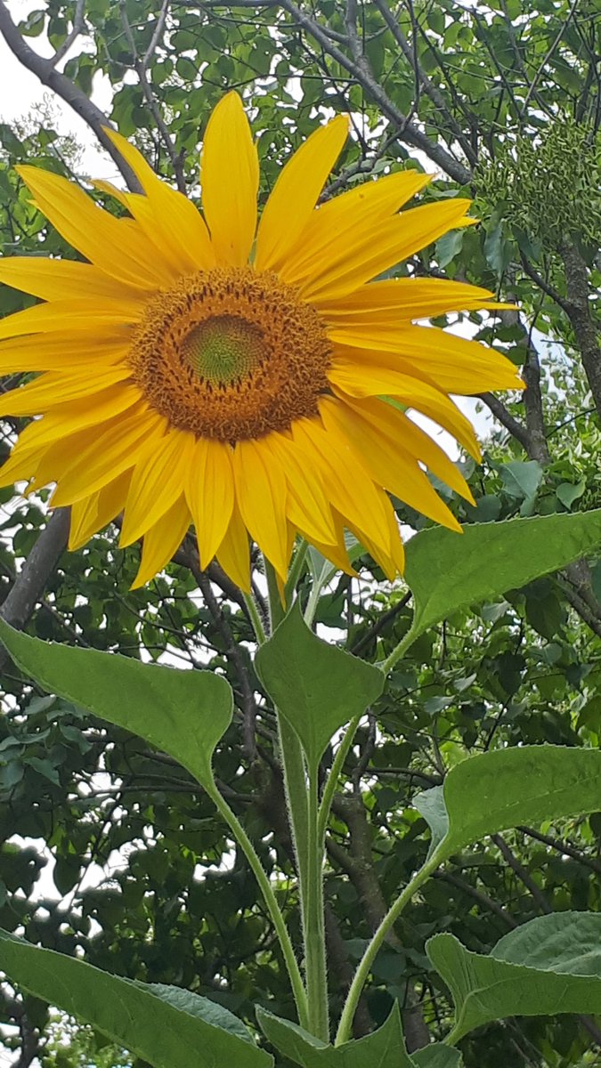gottogetoutof's tweet photo. Good morning peace and #selfcare towards yourself today friends and Warriors. https://t.co/Erb6Tqgf5P
