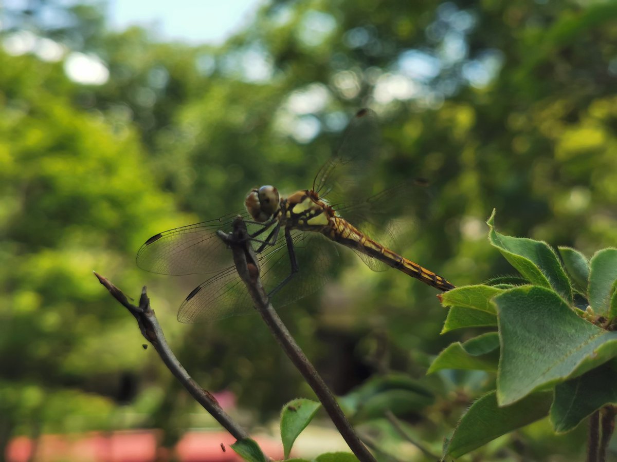 inkya_1011's tweet image. #8月を写真4枚で振り返る 
#P30Pro